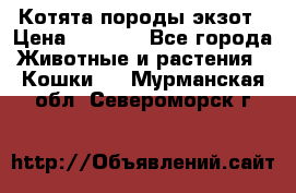 Котята породы экзот › Цена ­ 7 000 - Все города Животные и растения » Кошки   . Мурманская обл.,Североморск г.